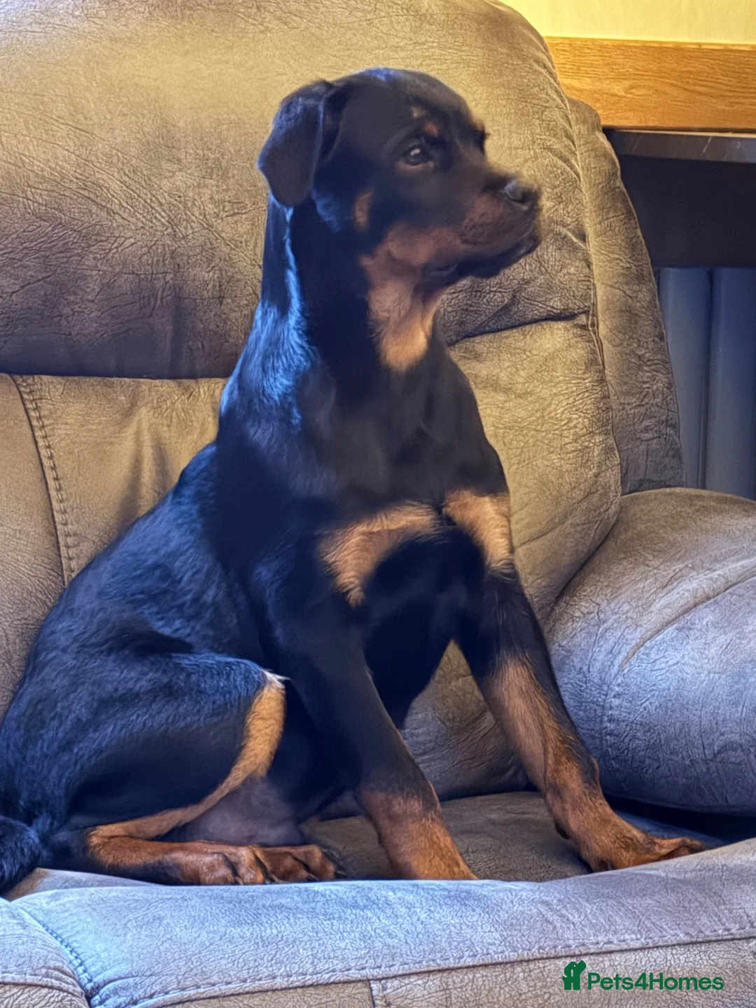 Rottweiler dogs for sale: 6 month old male rottweiler in Gloucester - Advert 5