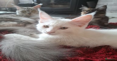 Maine Coon cats - Advert 3