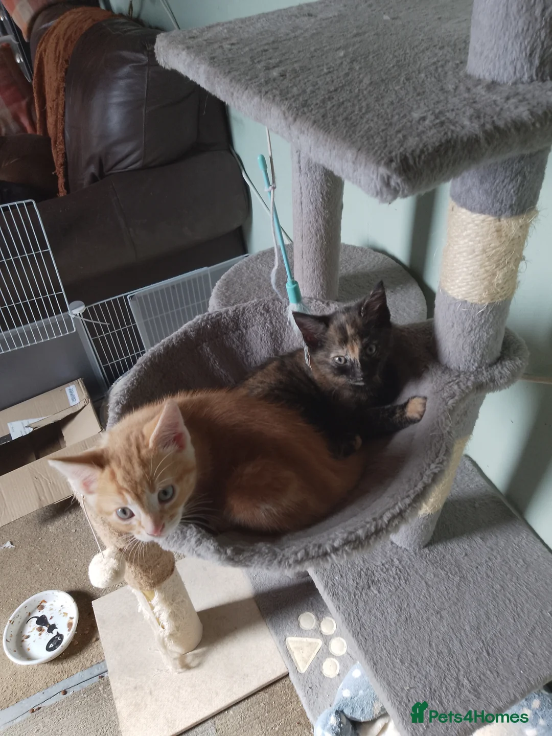 Mixed Breed cats for sale: Persian X Kittens  - Advert 9