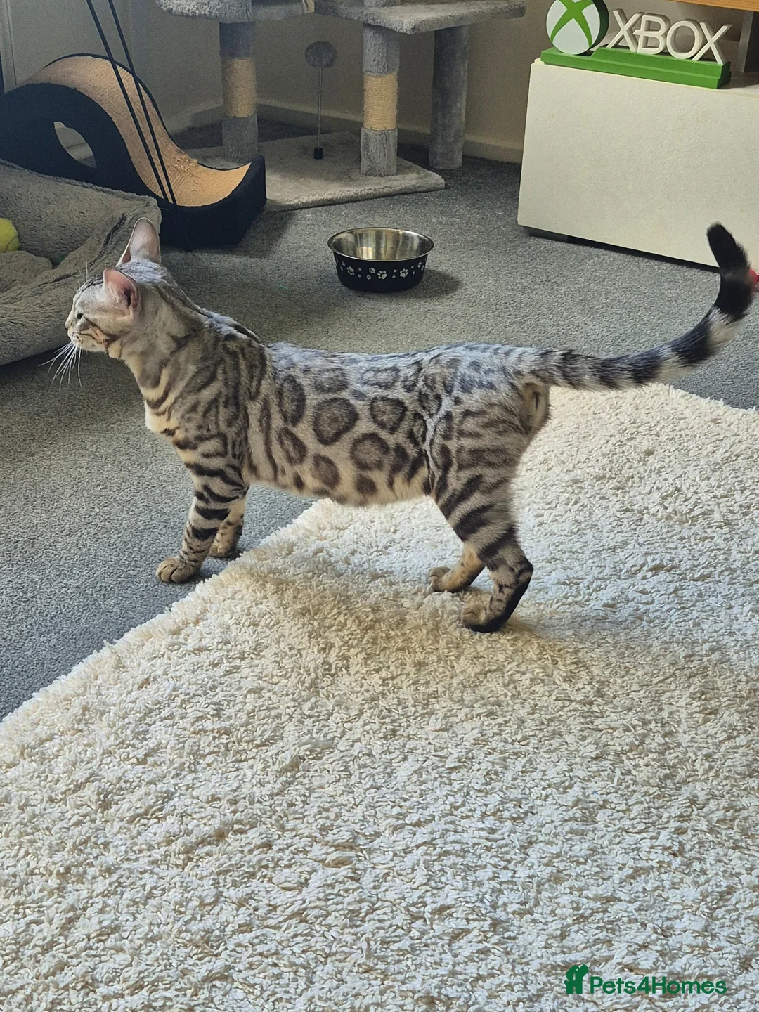 Mixed Breed cats for sale: Silver bengal x tabby kittens - Advert 2