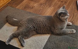 British Shorthair cats for stud: Blue British shorthair  - Image 2