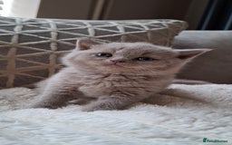 British Shorthair cats for sale: TOP QUALITY CHAMPION🏆 BRITISH SHORTHAIR KITTENS in Swadlincote - Image 5