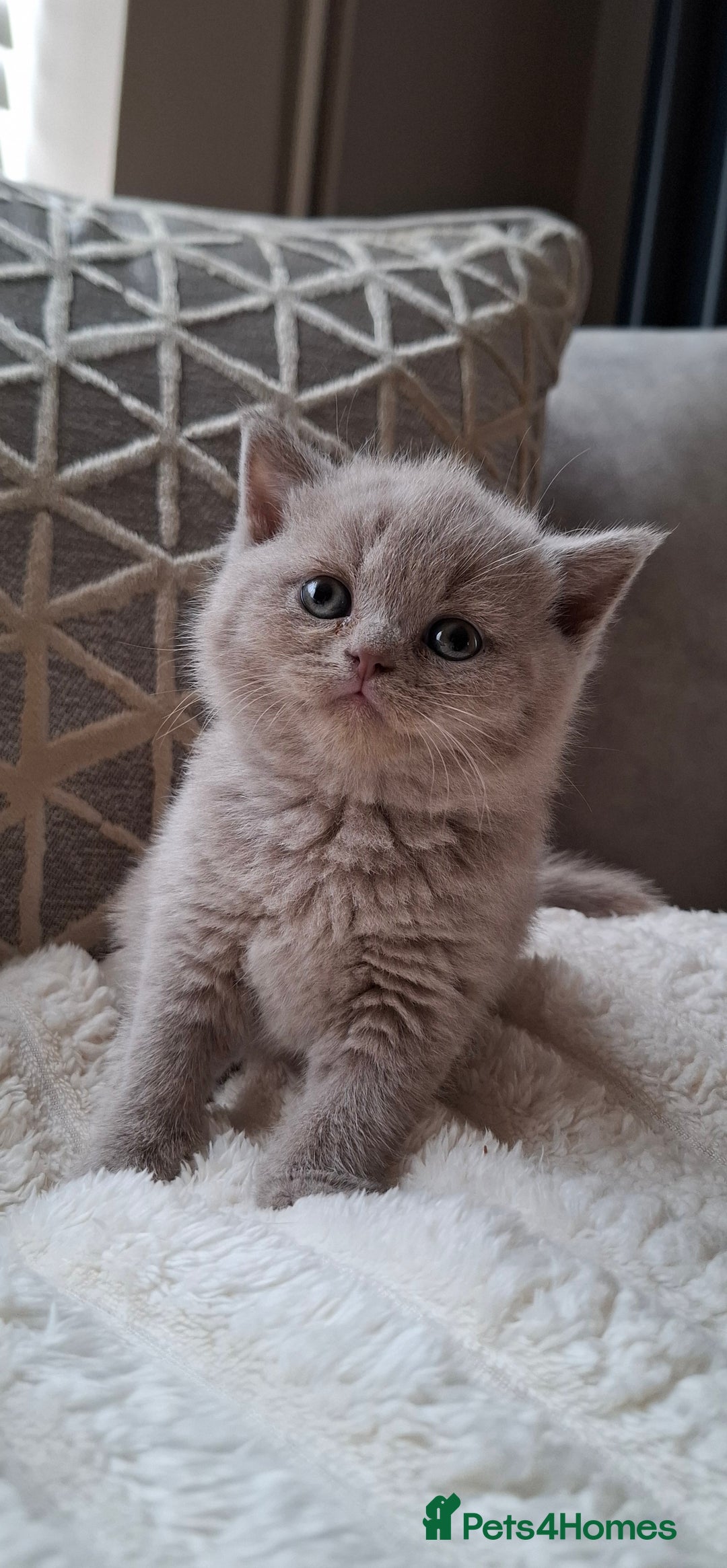 British Shorthair cats for sale: TOP QUALITY CHAMPION🏆 BRITISH SHORTHAIR KITTENS in Swadlincote - Image 5
