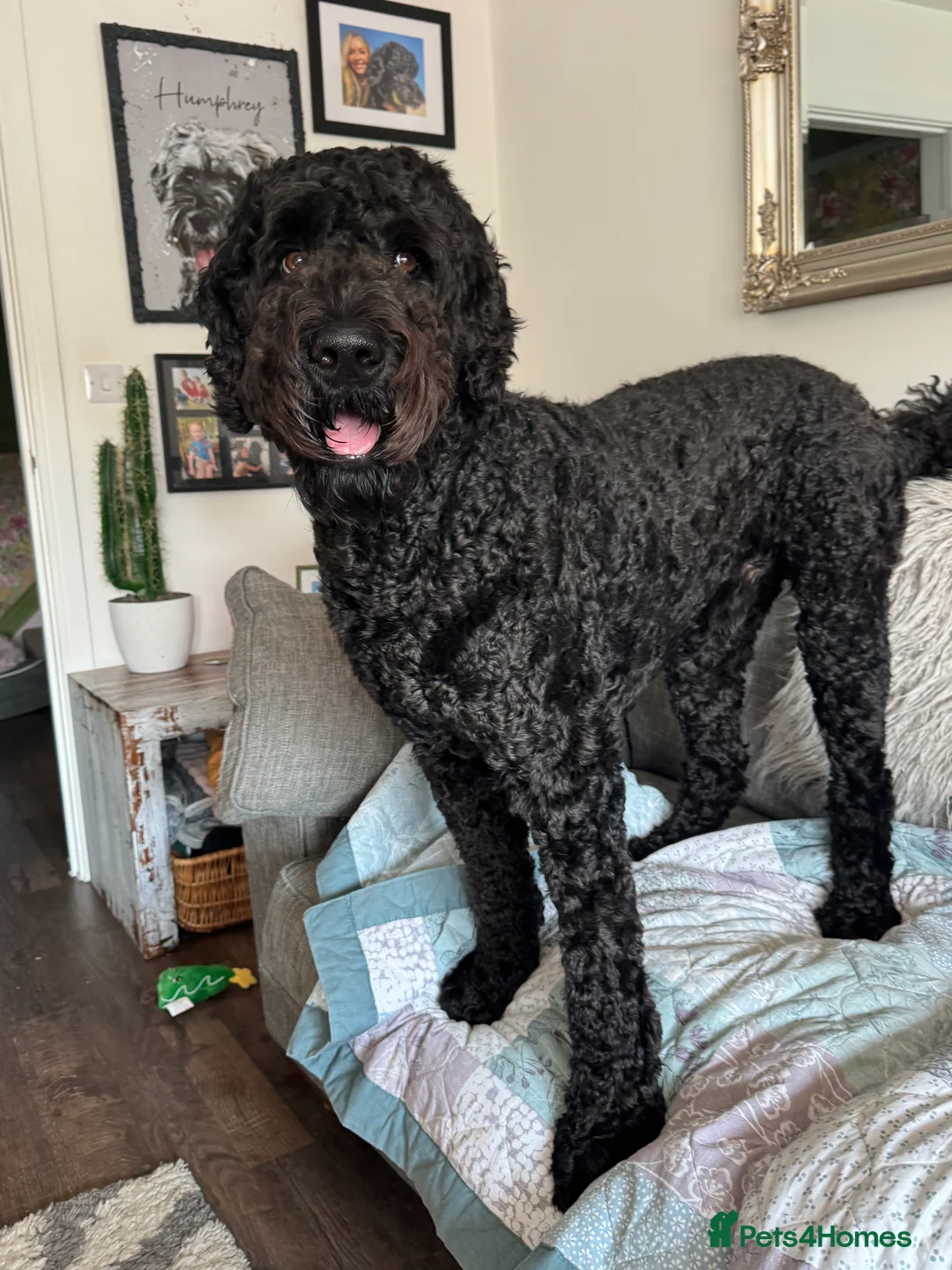 Labradoodle dogs for stud: Meet Leeroy, Our Handsome F3 Labradoodle! - Advert 3