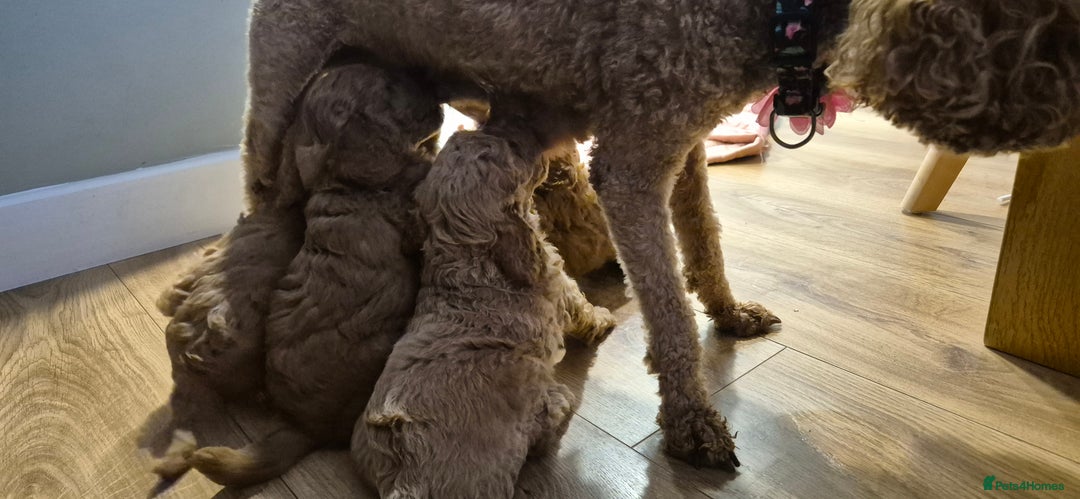 Cockapoo dogs for sale: Gorgeous fluffy Coockapoo puppies - Image 12