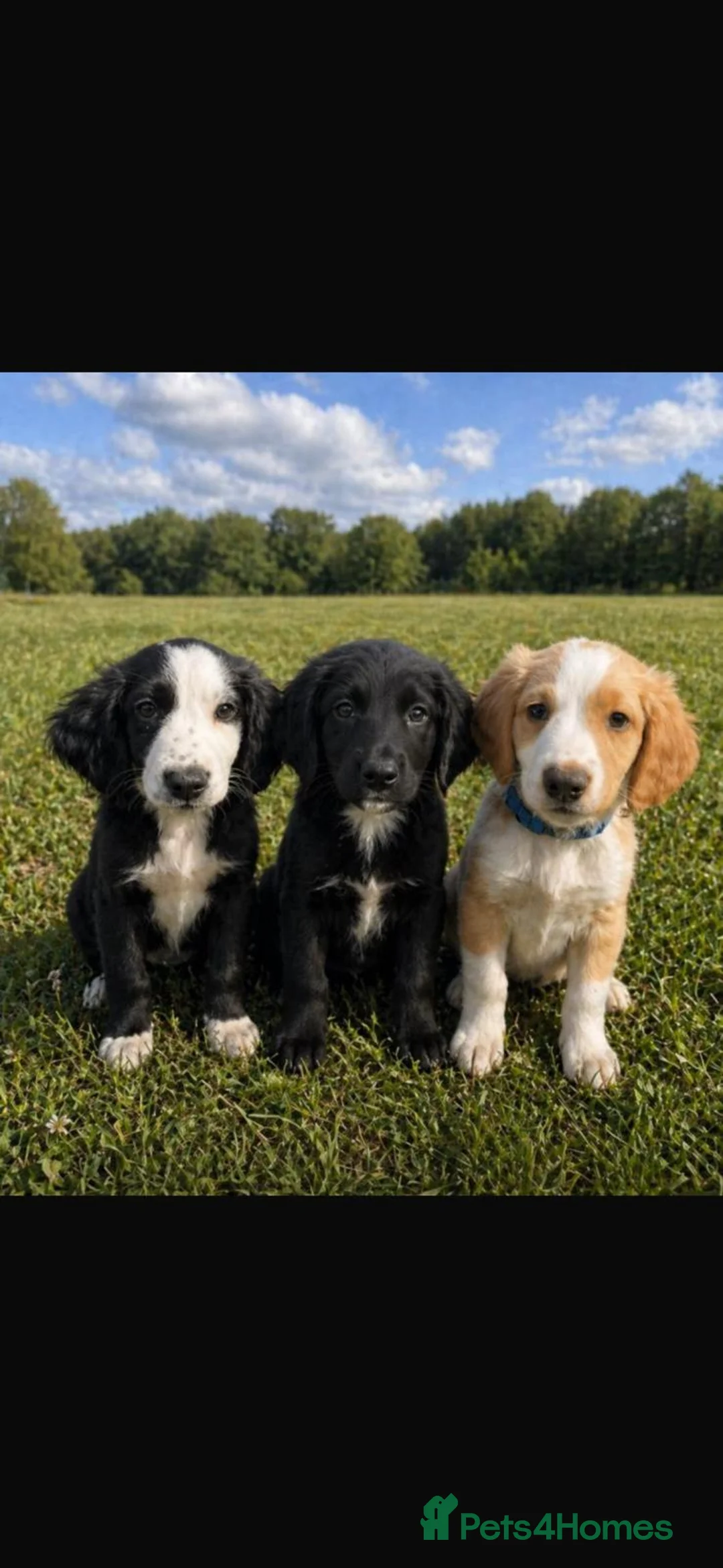 Cocker Spaniel dogs for sale: Stunning cocker spaniel puppies  in Romford - Advert 5