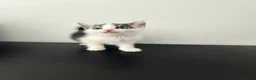 Mixed Breed cats for sale: 3 gorgeous kittens for sale  - Advert 4