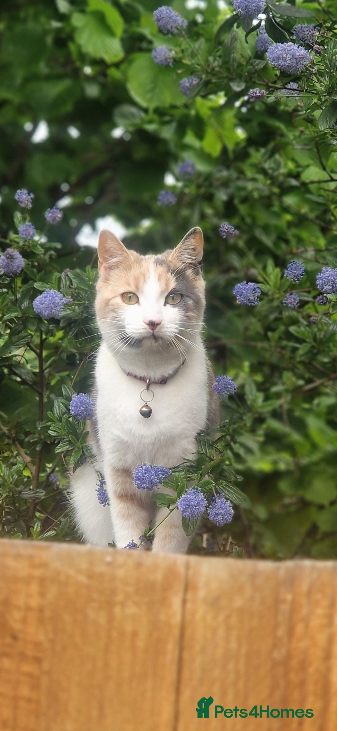 Mixed Breed cats Rehoming of Beautiful calico - Advert 1