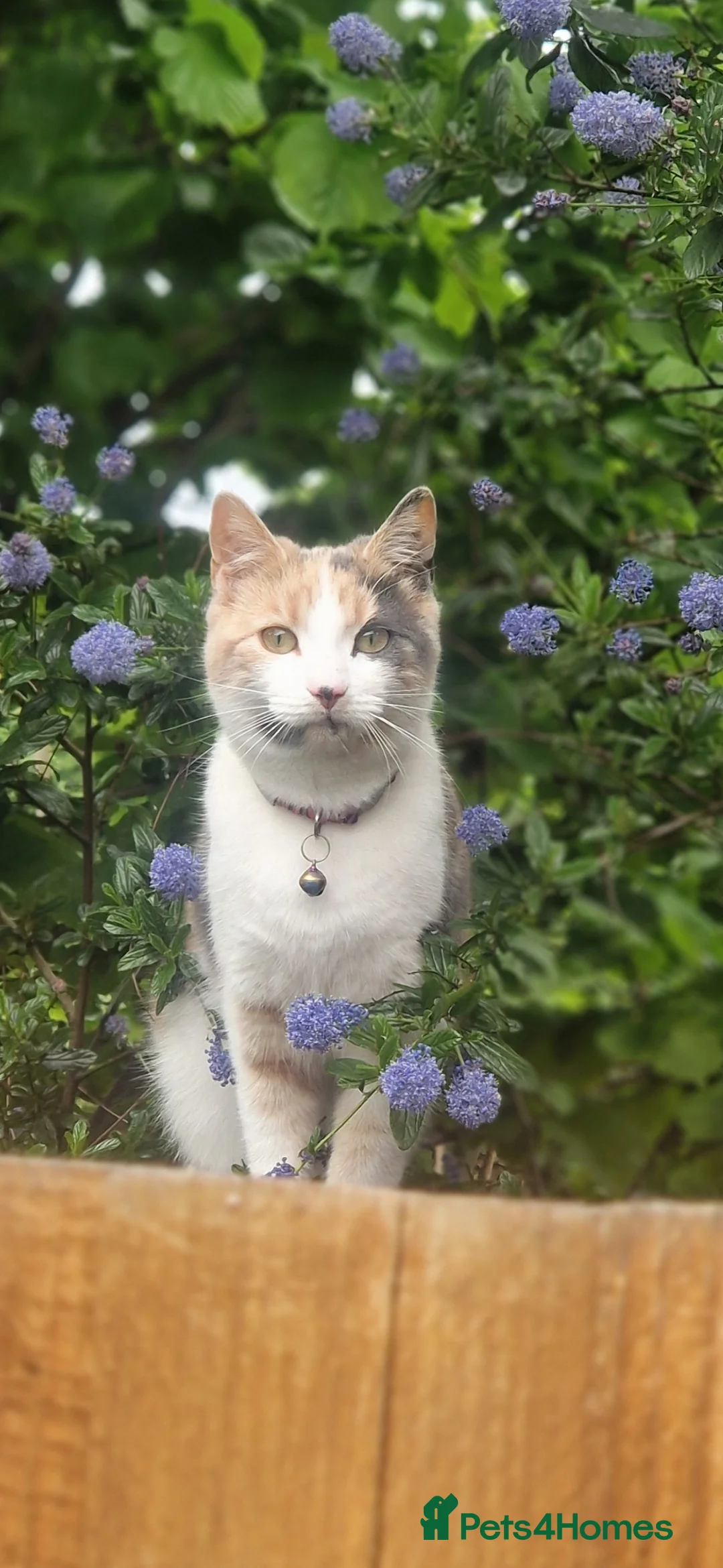 Mixed Breed cats for sale: Rehoming of Beautiful calico - Advert 1