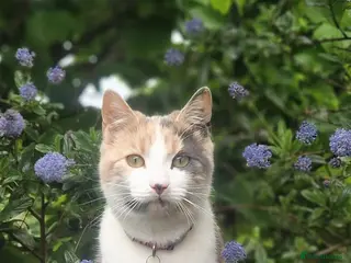 Mixed Breed cats Rehoming of Beautiful calico - Advert 1