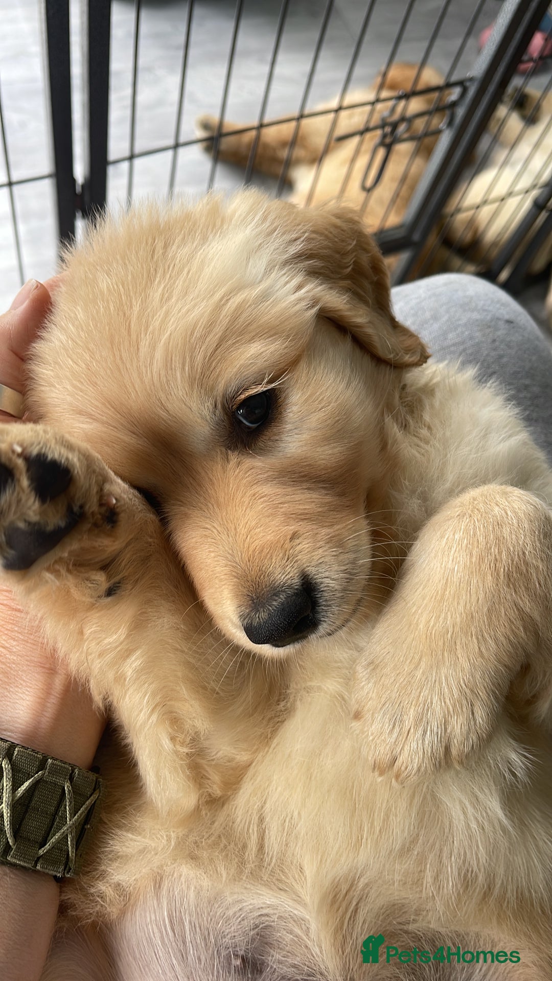Golden Retriever dogs for sale: Golden retrievers - Image 30