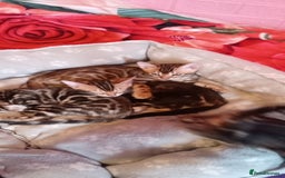 Bengal cats for sale: Pedigree Bengal Kittens - Image 6