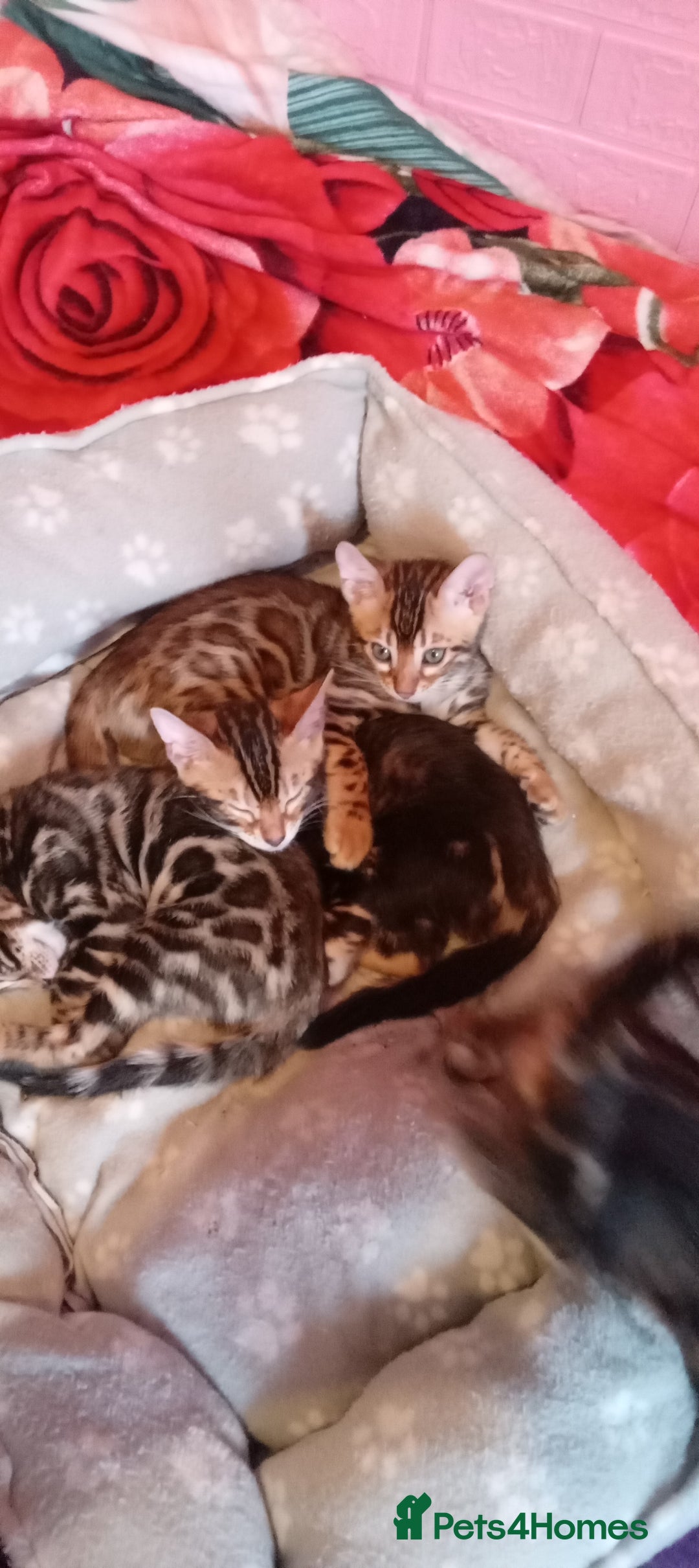 Bengal cats for sale: Pedigree Bengal Kittens - Image 6
