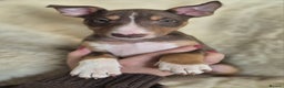 Miniature Bull terrier dogs for sale: 🐾 Exclusive Miniature Bull Terrier Puppies🐾  - Advert 36