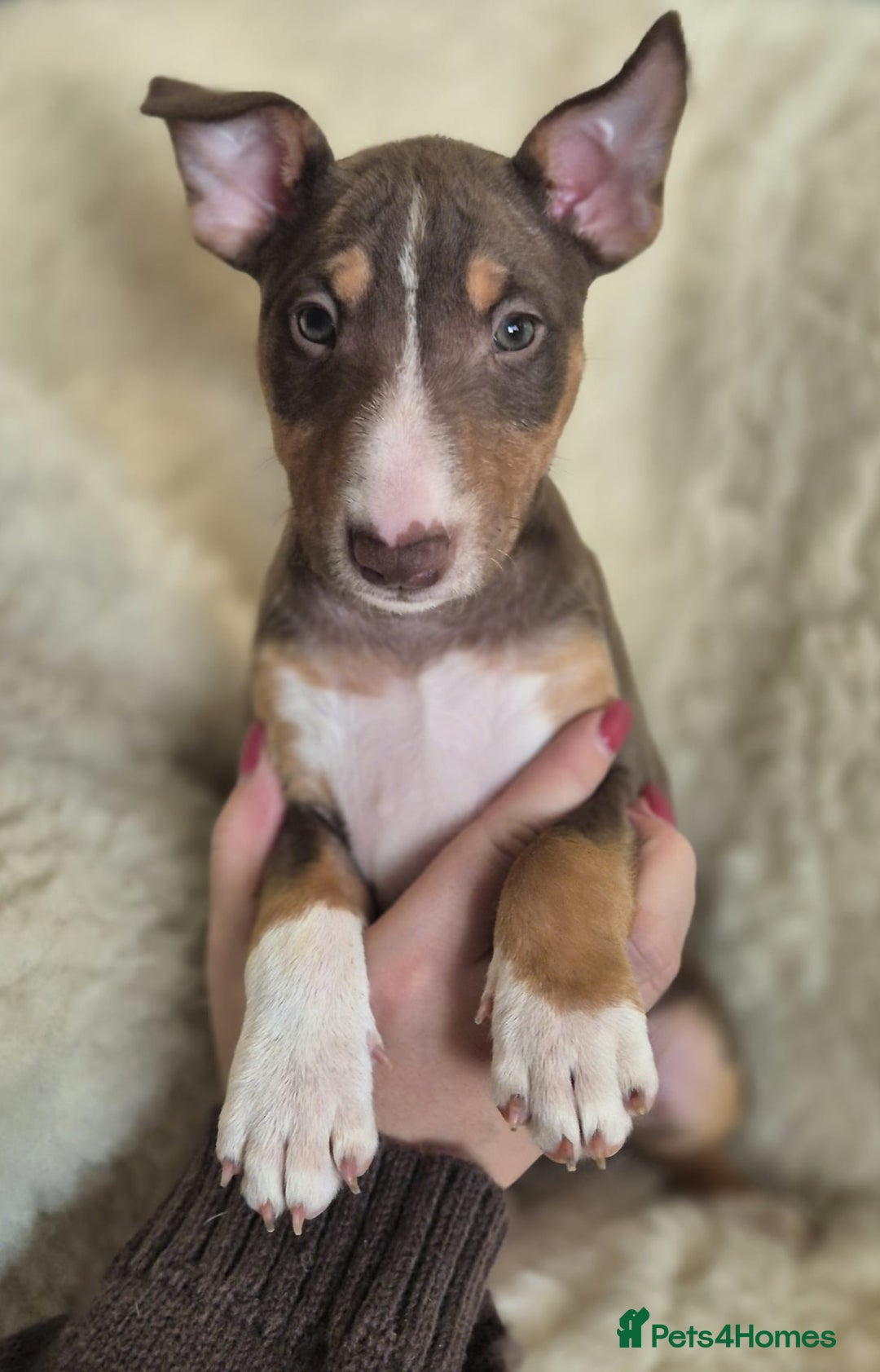 Miniature Bull terrier dogs for sale: 🐾 Exclusive Miniature Bull Terrier Puppies🐾  - Advert 36
