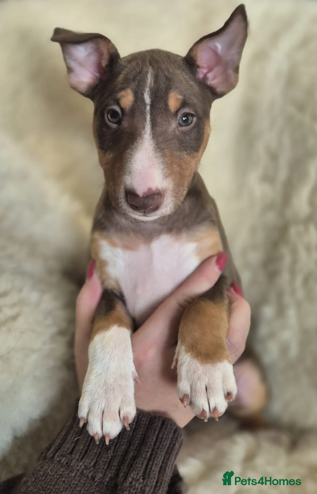 Miniature Bull terrier dogs for sale: REDUCED Exclusive Miniature Bull Terrier Pups  - Advert 30