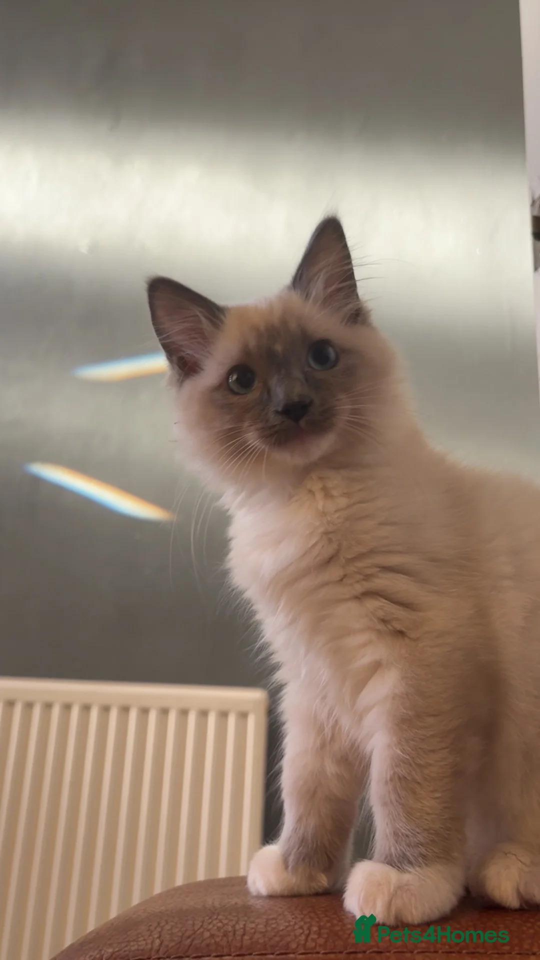 Ragdoll cats for sale: Ragdoll kitten  - Advert 1