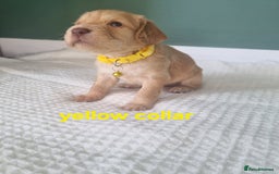 Cocker Spaniel dogs for sale: Beautiful cocker spaniel puppies - Image 28