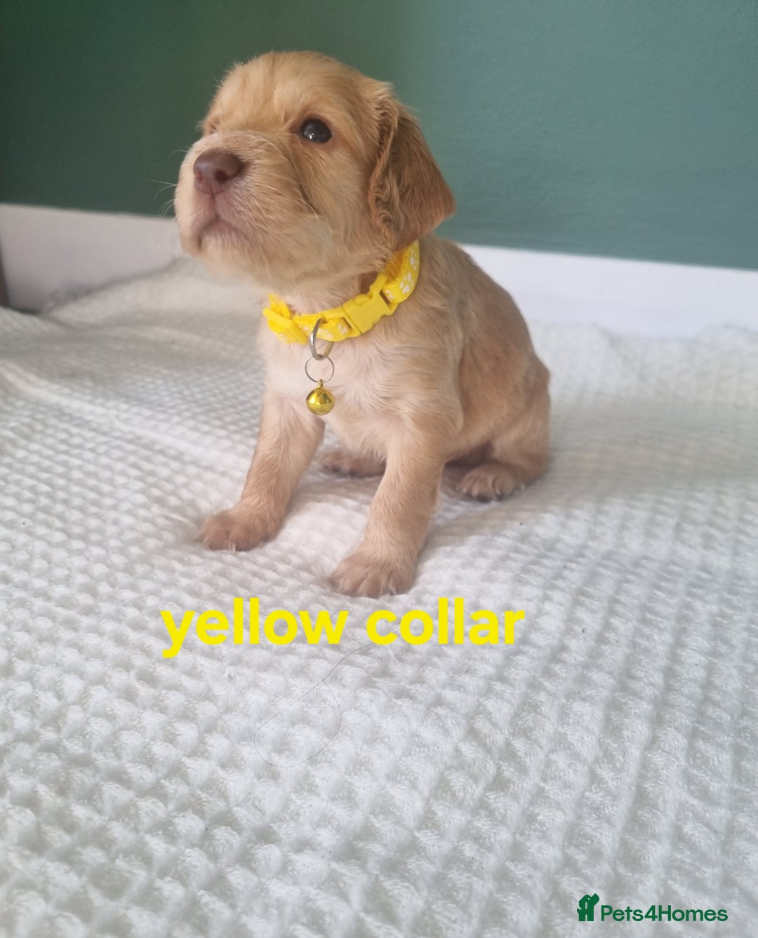 Cocker Spaniel dogs for sale: Beautiful cocker spaniel puppies - Image 28