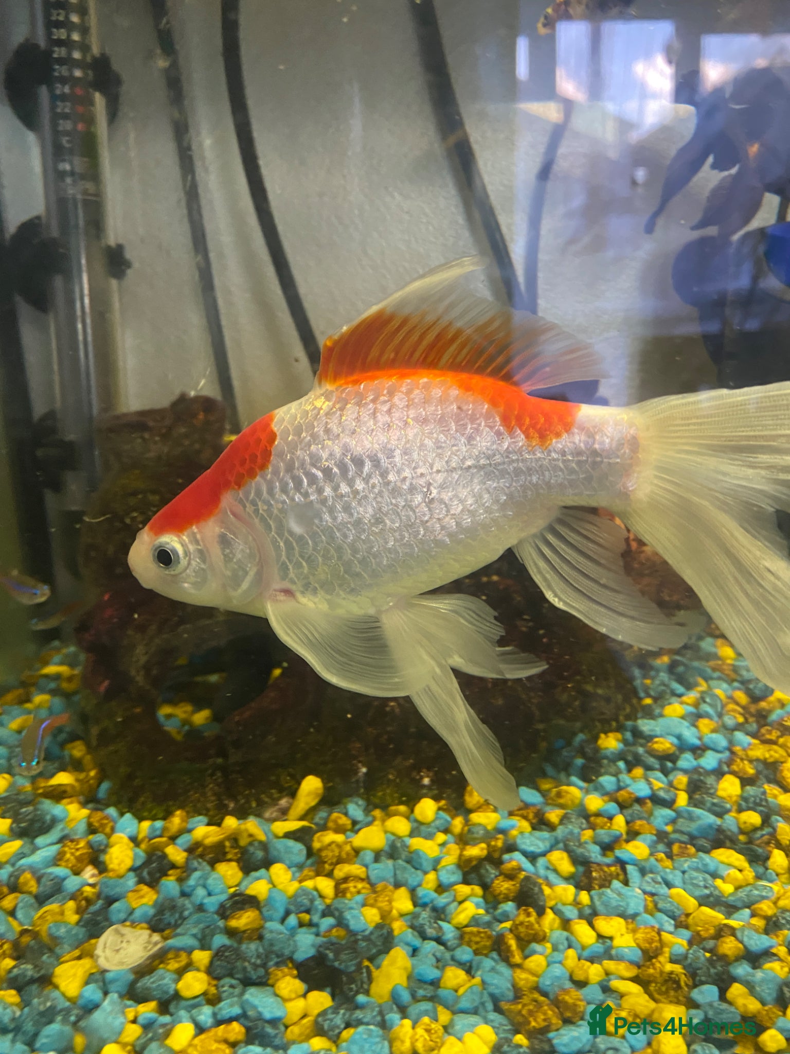 Goldfish fish for sale: 🐟 Beautiful Goldfish for Sale 🐟 in Mansfield - Advert 6