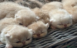 Exotic cats for sale: Superb GCCF Exotic kittens Health Tested parents - Image 20