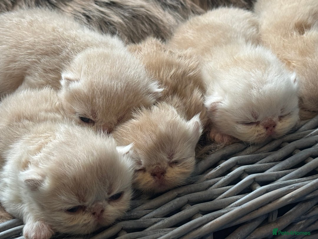 Exotic cats for sale: Superb GCCF Exotic kittens Health Tested parents - Image 20