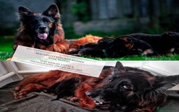 German Shepherd dogs for sale: 😍Little Paws Big Heart😍gsd puppies longhaired😍 - Image 4