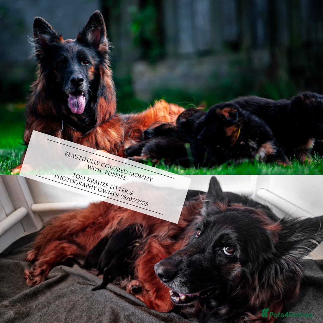German Shepherd dogs for sale: 😍Little Paws Big Heart😍gsd puppies longhaired😍 - Image 4