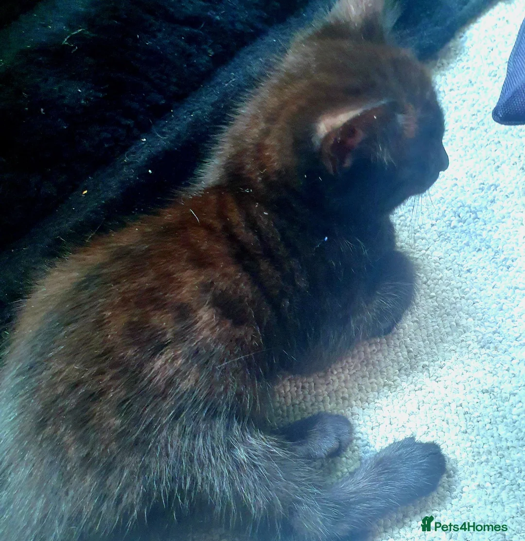 Mixed Breed cats for sale: Bengal X - Advert 2