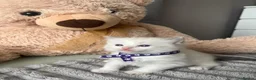 Ragdoll cats for sale: Registered Ragdoll Kittens for sale - Advert 17