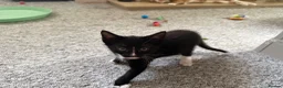 British Shorthair cats for sale: Kittens for sale  in Doncaster - Advert 4