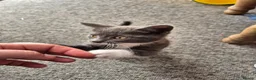Mixed Breed cats for sale: Beautiful Gray male kitten in Bournemouth - Advert 10
