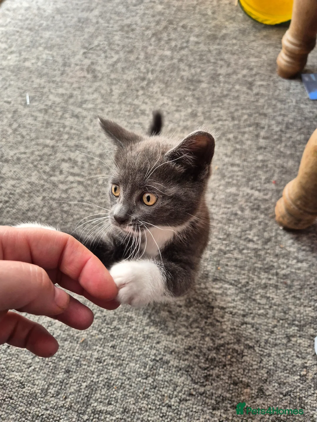 Mixed Breed cats for sale: Beautiful Gray male kitten in Bournemouth - Advert 10
