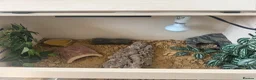 Leopard Gecko reptiles for sale: Mack snow leopard geko and full set up  in Nottingham - Advert 7