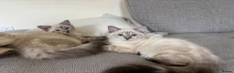 Ragdoll cats for sale: ✨ Ready now ✨ Ragdoll Siberian Kittens - Advert 4