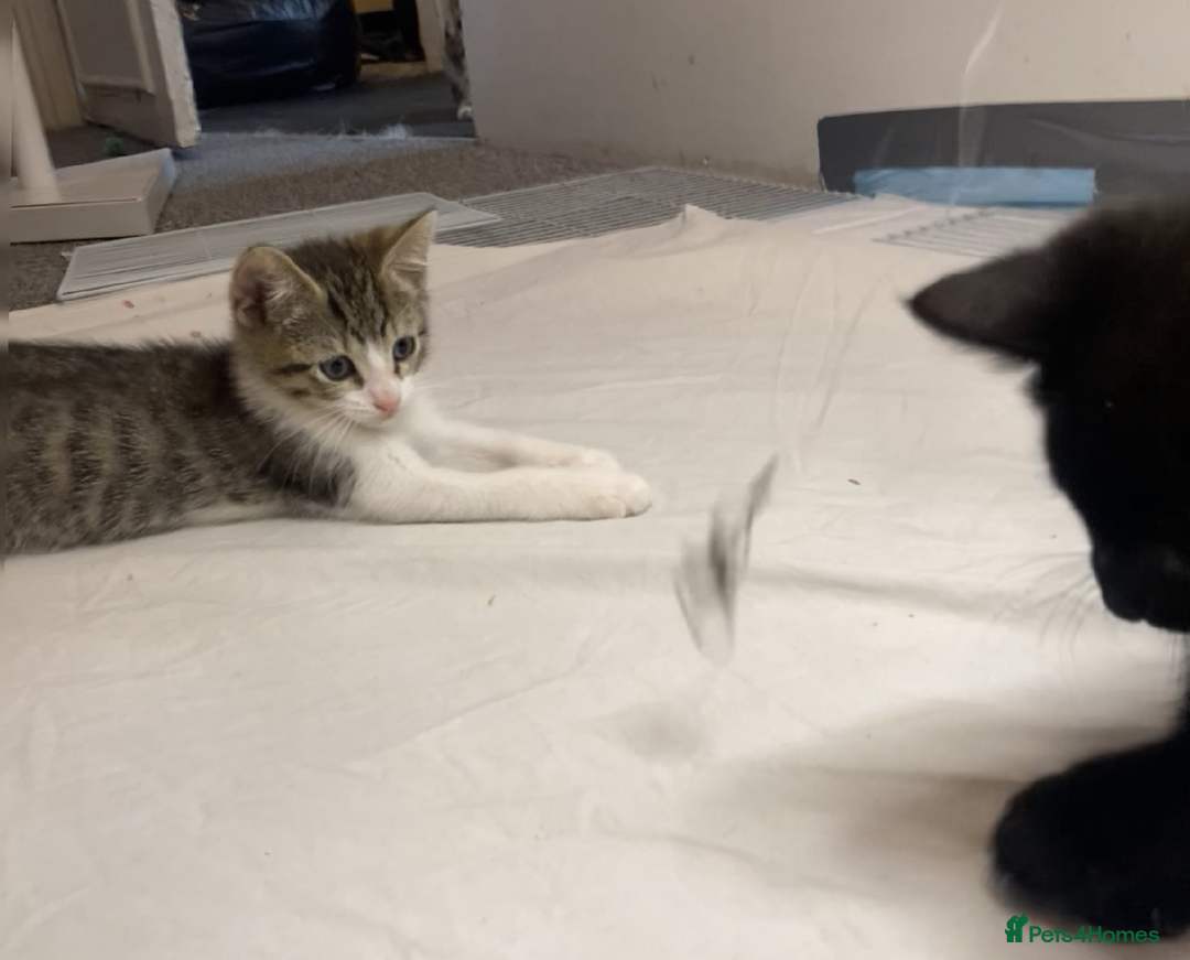 European cats for sale: Four Gorgeous Kittens Looking for Forever Homes - Image 12