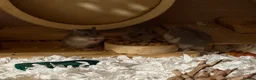 Hamster rodents for sale: Baby dwarf hamsters - Advert 3