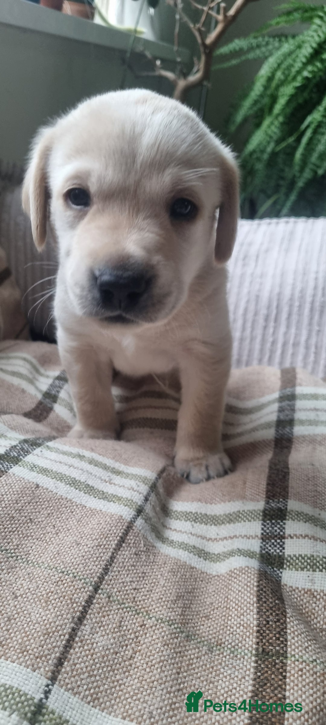 Labrador Retriever dogs for sale: Labrador puppies - Advert 6