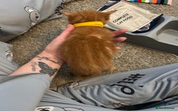 Mixed Breed cats for sale: Mixed breed Boys - Image 7