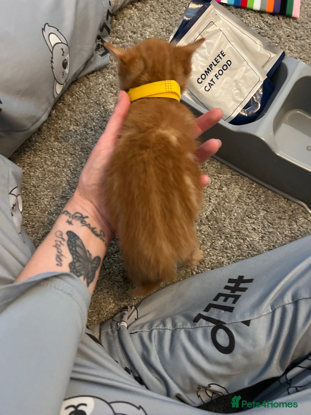 Mixed Breed cats for sale: Mixed breed Boys - Image 7