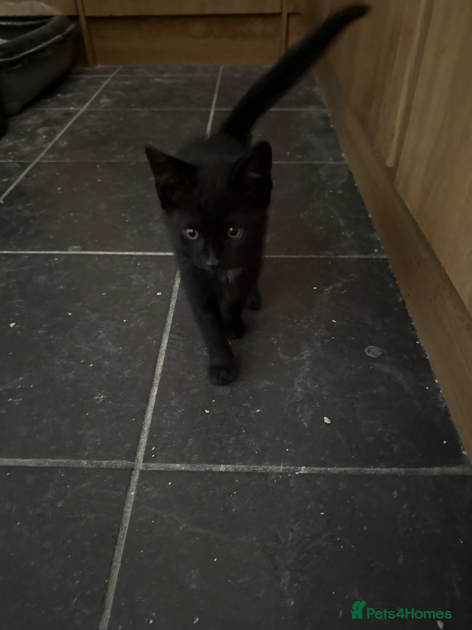 Mixed Breed cats 1 black male kitten - Advert 17
