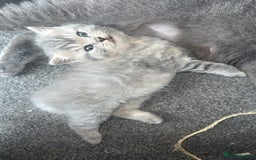 British Shorthair cats for sale: Pure bred British shorthair kittens ( final price) - Image 9