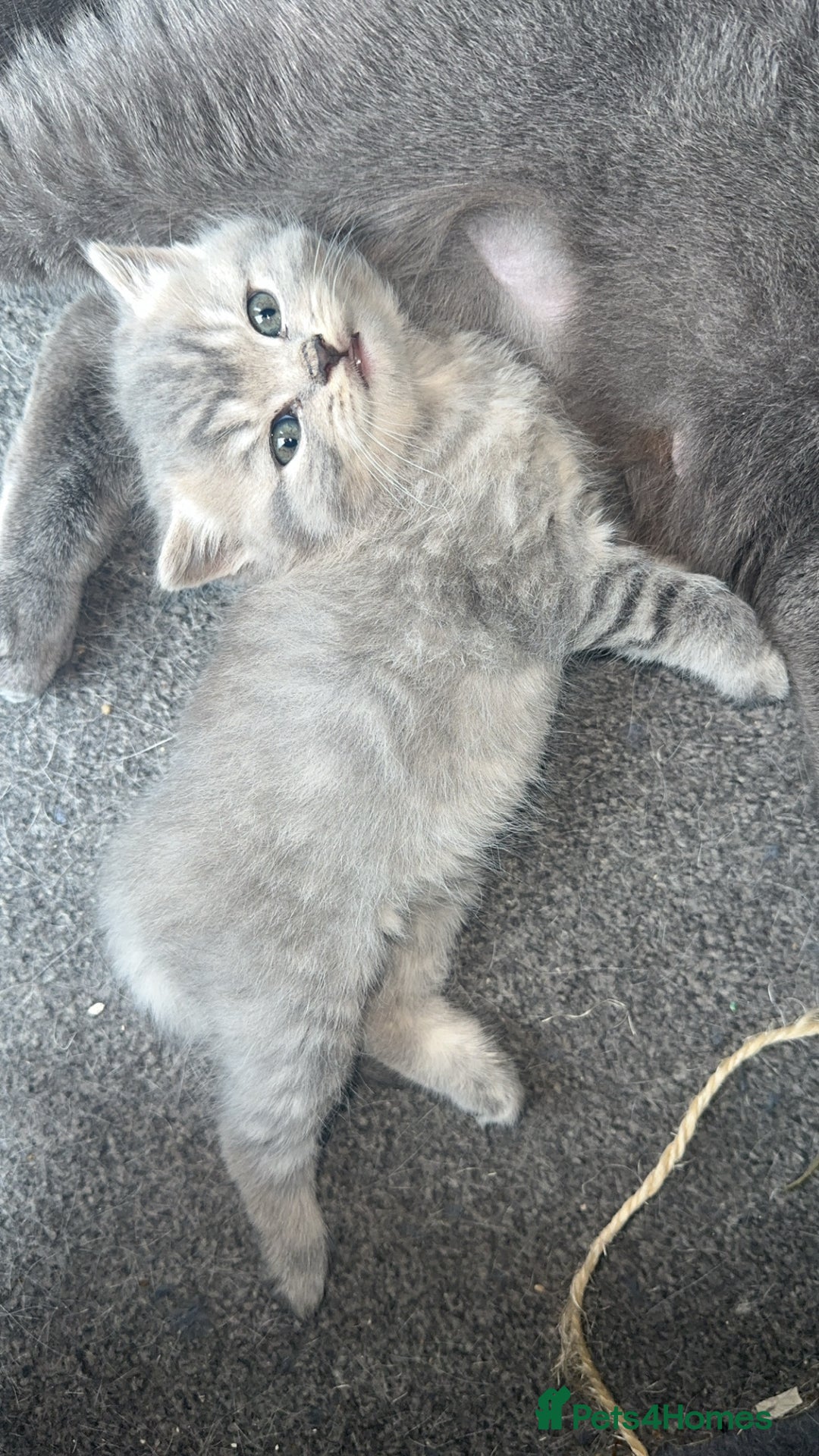 British Shorthair cats for sale: Pure bred British shorthair kittens ( final price) - Image 9
