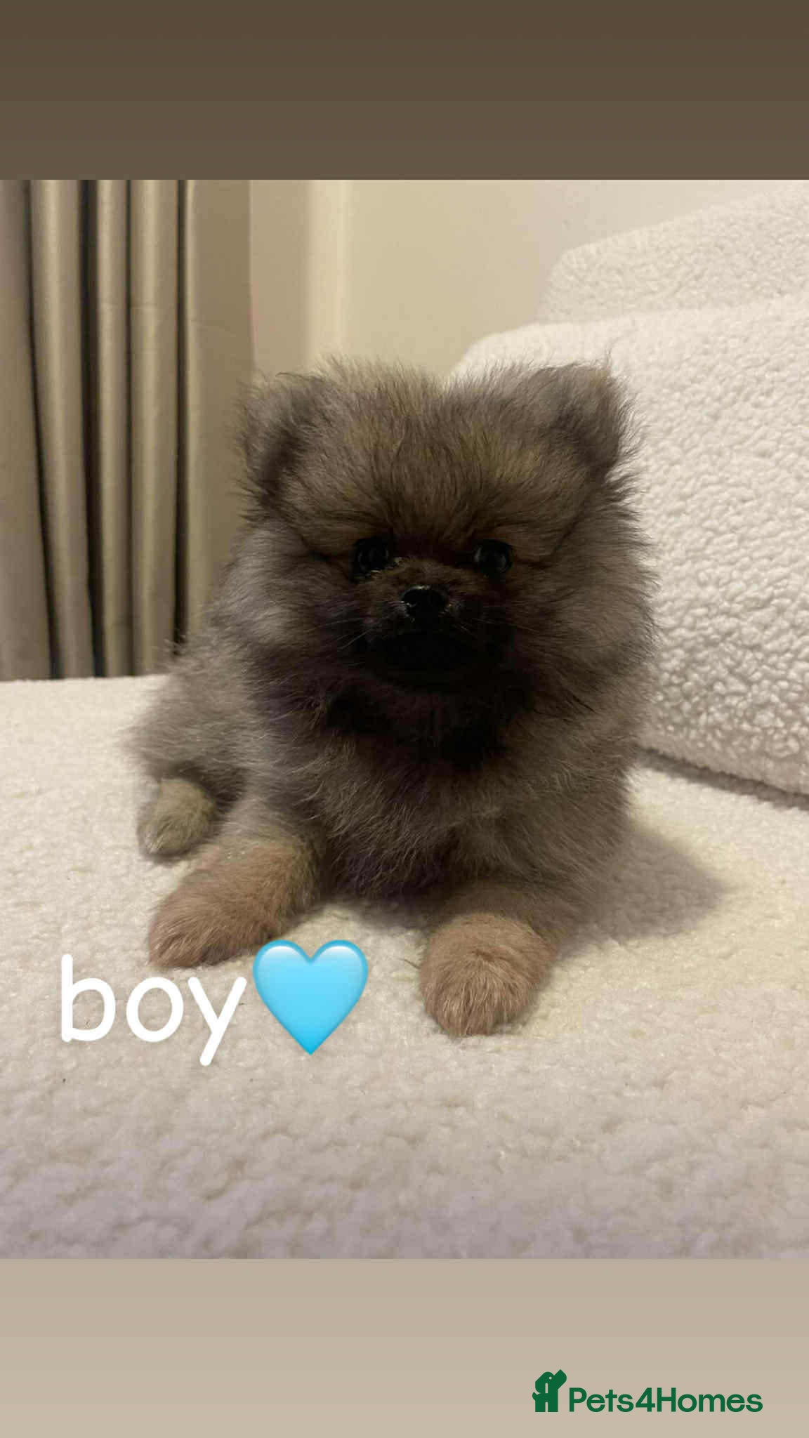 Pomeranian dogs Pomeranians  - Advert 14