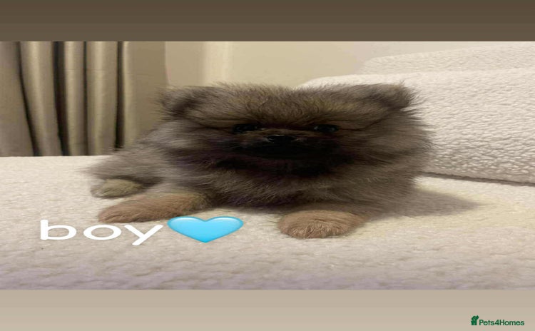 Pomeranian dogs Pomeranians  - Advert 2