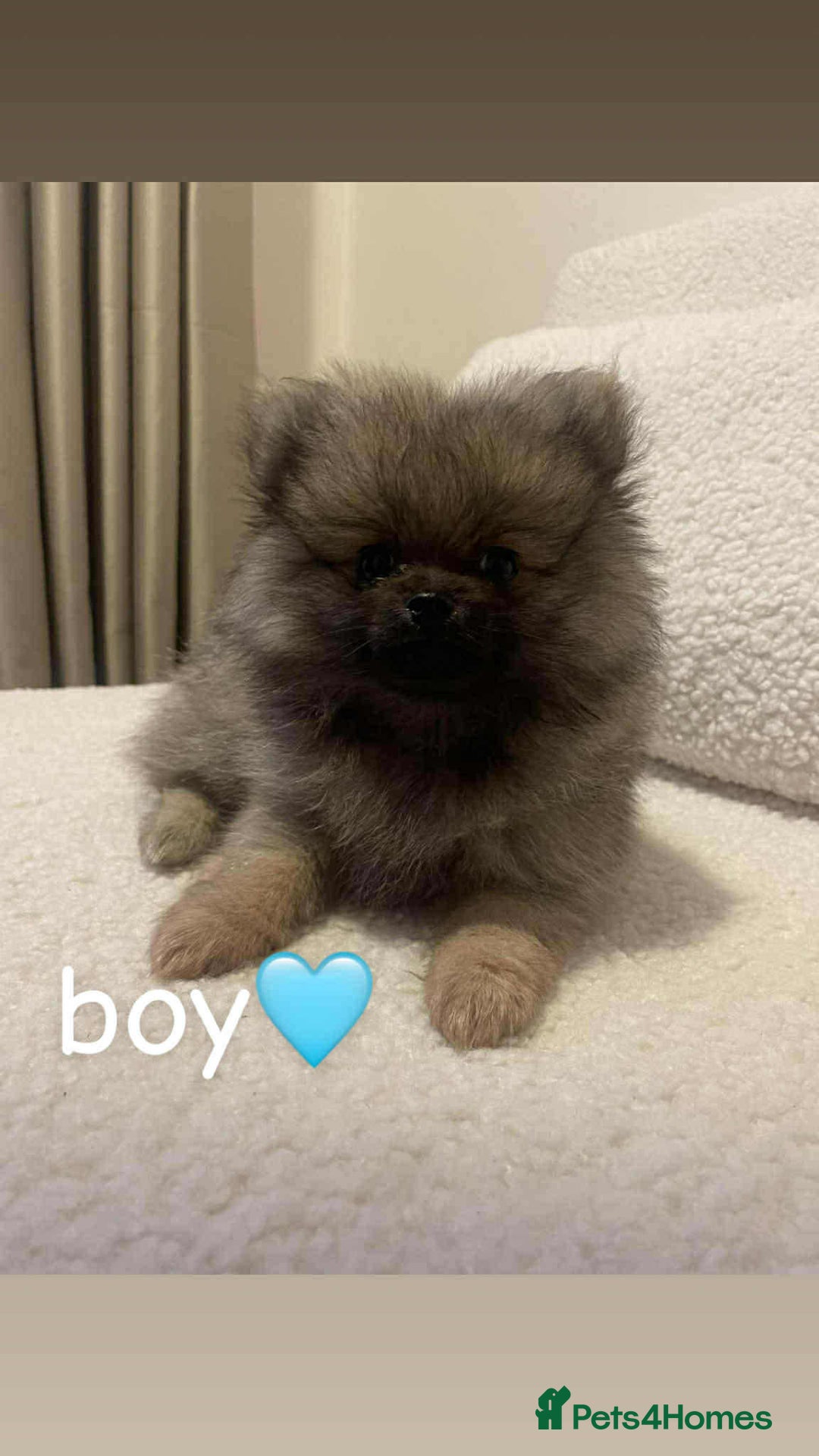 Pomeranian dogs for sale: Pomeranians  - Advert 1