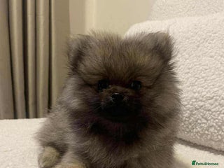 Pomeranian dogs Pomeranians - Advert 10