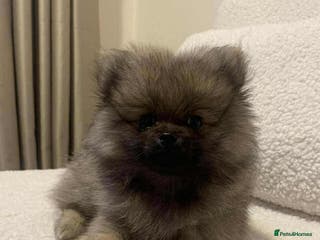 Pomeranian dogs Pomeranians - Advert 10