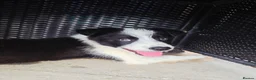 Border Collie dogs for sale: 10 week old border collie  - Advert 2