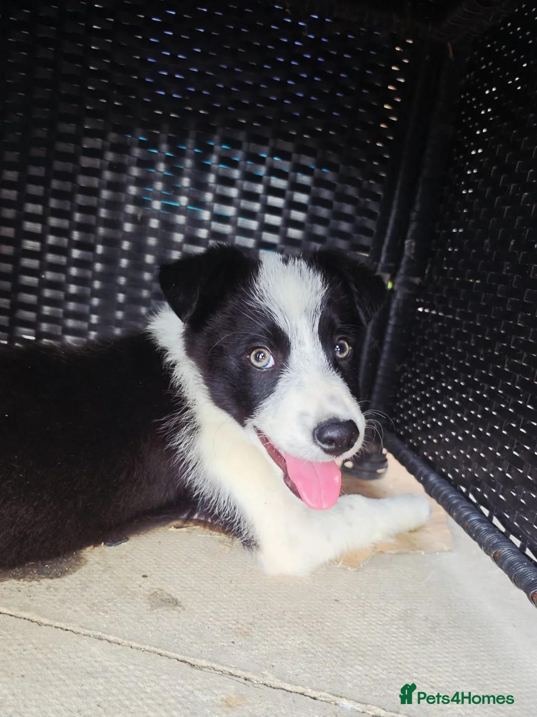 Border Collie dogs for sale: 10 week old border collie  - Advert 2